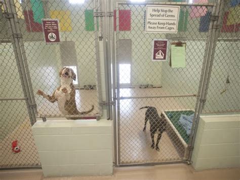 Cumberland County SPCA animal shelter may close