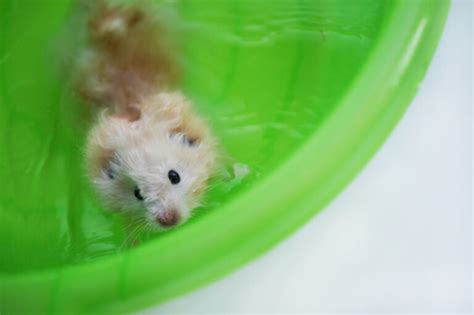 Can Hamsters Swim & Do They like it? - Petsoid