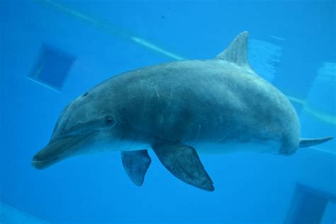 Chinook (HCR) | Captive Cetaceans Wiki | Fandom