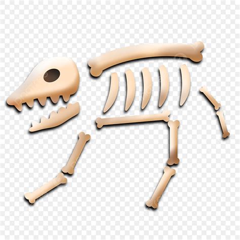 Animal Skeleton Clipart Images