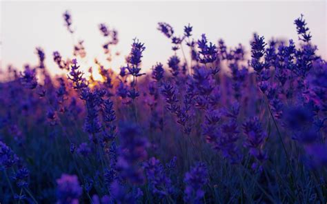 Lavender Flowers Background