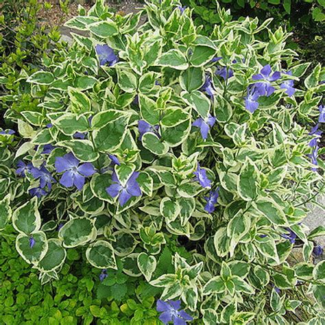 Vinca major "Variegata" - Rasadnik „Jelena”