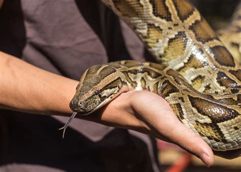 Are Burmese Pythons Dangerous To Humans?