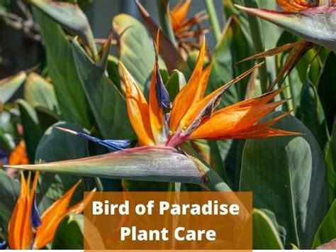 Bird Of Paradise Plant Care | Flowersandflowerthings