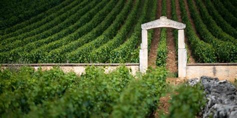 Burgundy Vineyards: Luxury Private Tours | GetYourGuide