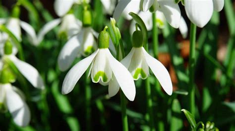 Snowdrops ️ 🌱 Unlock the secrets of cultivating these early spring bloomers!