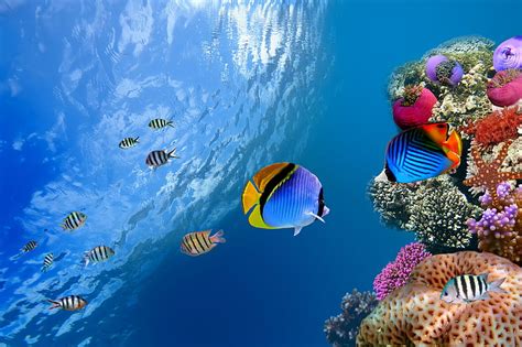 HD wallpaper: fish, island, life, maldives, marine, ocean, sea ...