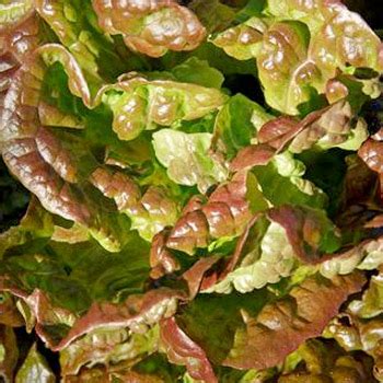 Lettuce MIGNONETTE BROWN - Product Range - Terranova Seeds Australia