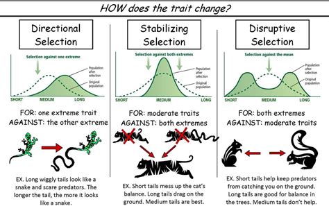 Bio 101 Final Exam Materials - MRS. MERRITT'S BIOLOGY CLASS