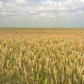 Common Autumn Wheat (author photo) | Download Scientific Diagram