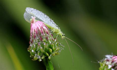 What Do Lacewings Eat? (Full List!) | Wildlife Welcome