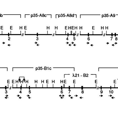 Partial structural map of the monoamine oxidase (MAO) A and B genes... | Download Scientific Diagram