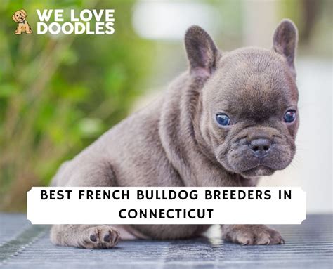 5 Best French Bulldog Breeders in Connecticut!