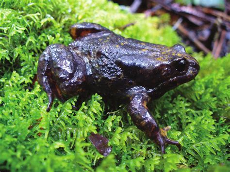 Baw Baw frog (Philoria frosti) (Photo courtesy Claire Keely ...