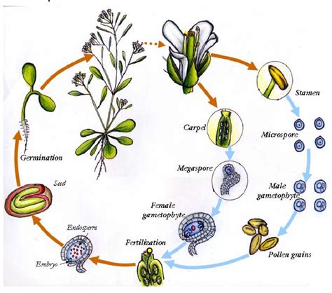 Figure 1 from Female gametogenesis and early seed formation in plants | Semantic Scholar