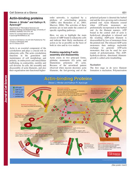 (PDF) Actin-binding proteins