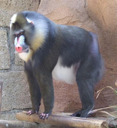 File:Mandrill at Las Aguilas Jungle Park.JPG - Wikimedia Commons