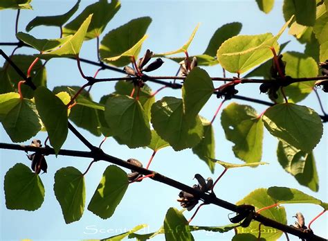 Scented Leaf: Katsura, the moon-tree