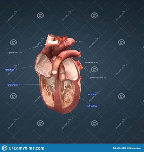 Anatomy of the Human Heart stock illustration. Illustration of ventricle - 265449932