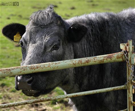 Blue Grey cattle - Wikipedia