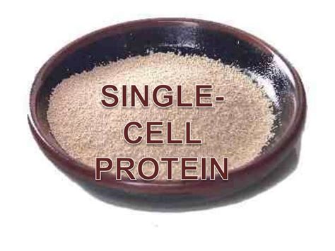 Single Cell Protein Image