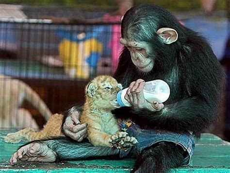 20 Lovely Pictures of Animals Helping Each Other - Page 2 of 3 - Tail ...