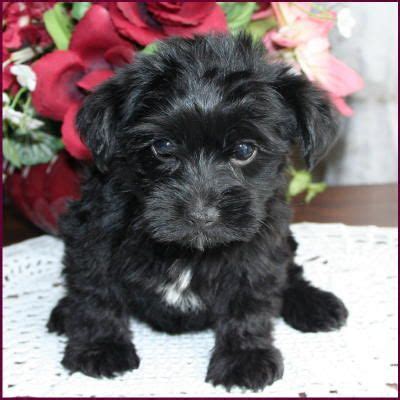 15 Pictures About teacup yorkie poo full grown - Pets Lovers