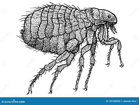 Human Flea Illustration, Drawing, Engraving, Ink, Line Art, Vector ...