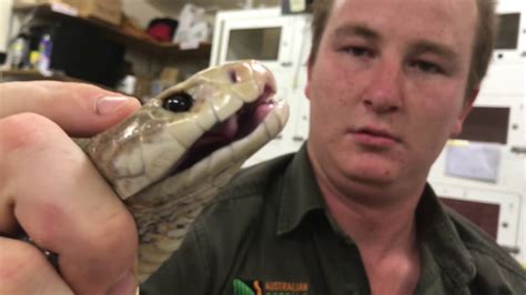 Australian Reptile Park Breaks Taipan Venom Milking Record - YouTube