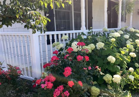 Hydrangeas and knock out roses 2017 | Landscaping with roses, Garden front of house, Hydrangea ...