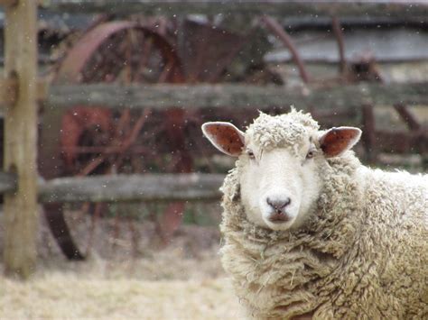 Everything You Need to Know About Fencing for Sheep — J&R Pierce Family Farm