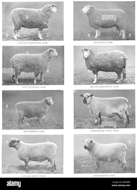 BRITISH SHEEP BREEDS. Lincoln Leicester Devon Southdown Hants Oxford Shrops 1910 Stock Photo - Alamy