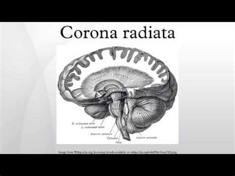 Corona radiata - YouTube