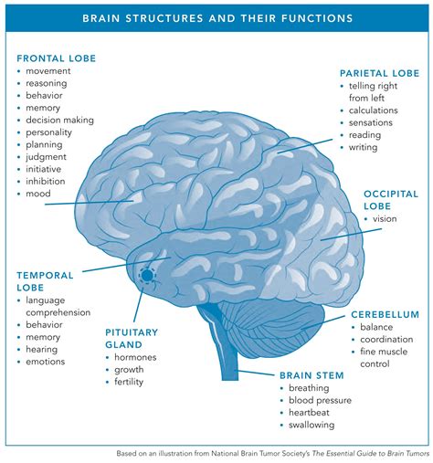 21+ The Brain Parts And Functions Chart Gif | ladif-m-simpson