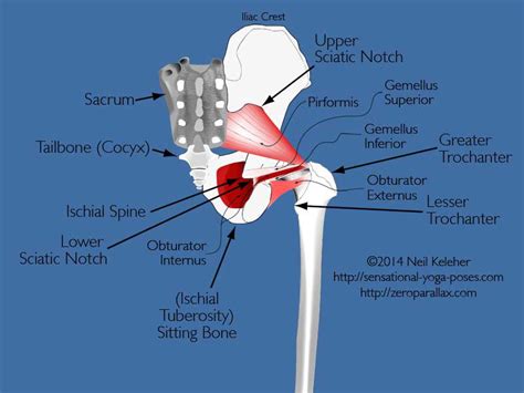 Hip Joint Suspension System