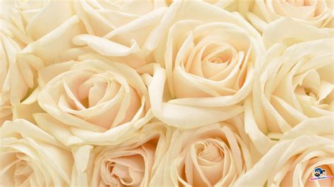 White Roses Wallpapers on WallpaperDog