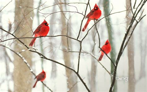 Winter Cardinal Wallpapers Wide ~ Click Wallpapers Bird Wallpaper, Original Wallpaper, Wallpaper ...