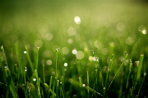 Macro photography of green grass field HD wallpaper | Wallpaper Flare