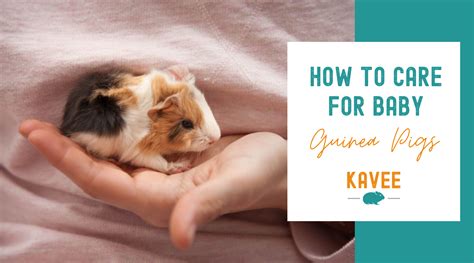 How to Care for Baby Guinea Pigs | Kavee