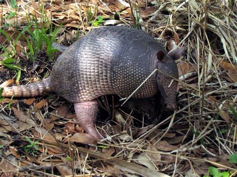 Do Armadillos Dig Holes In The Yard? - Wildlife Troopers