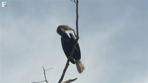 Saving Indonesia’s birds-of-paradise one village at a time-World News , Firstpost