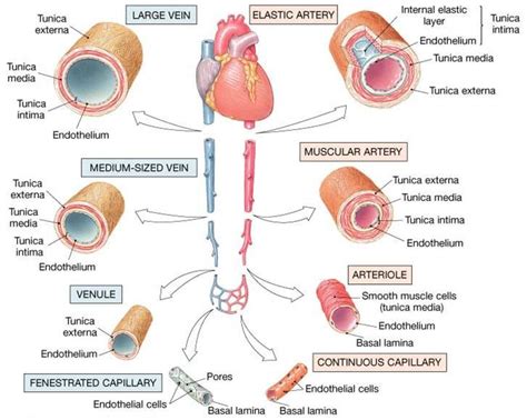 Vascular Tree | MCAT | Arteries anatomy, Medical anatomy, Physiology