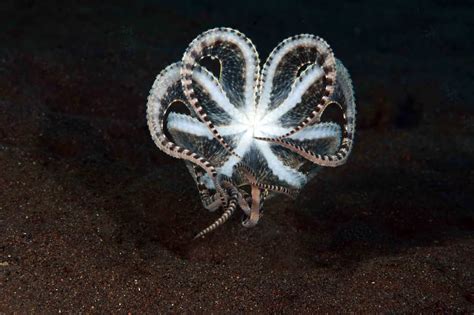 7 Fun Facts About The Majestic Mimic Octopus! - OctoNation - The Largest Octopus Fan Club!