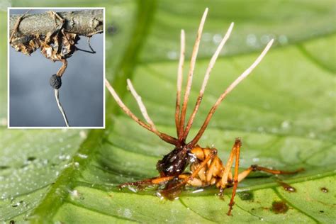 Deadly fungus that creates 'zombie ants' by hijacking their jaws to ...