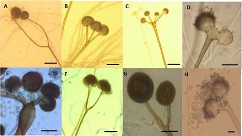 Branching sporangiophores with multi-sporangia of Rhizopus from tempeh:... | Download Scientific ...