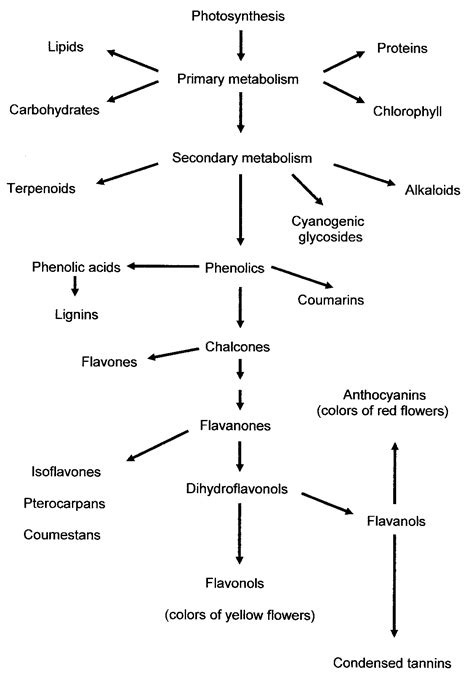 Food Phenolic Compounds: Main Classes, Sources and Their Antioxidant Power | IntechOpen