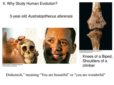 PPT - Human Evolution PowerPoint Presentation, free download - ID:9279431