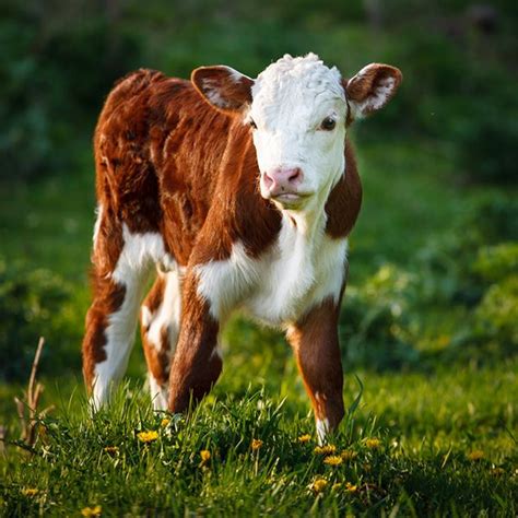 September 4, 2014 - Calf Sweetness - Hereford Bull Calf 2014©Barbara O'Brien Photography Baby ...