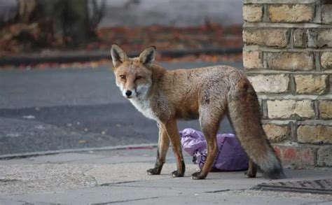 Urban Foxes | Living Among Us - All Things Foxes