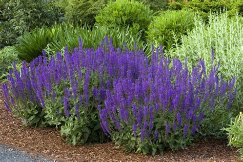 Salvia ‘May Night’ | Plant Profile – Sylvan Gardens Landscape Contractors